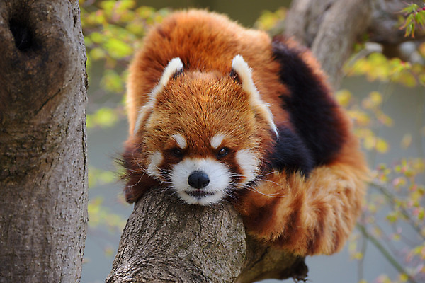 포토 JPG 주간 나무 동물 한마리 야생동물 동물원 사람없음 야외 아웃포커스 눕기 레서판다 국내포토 자연요소 식물 1 포유류 모션 촬영기법 파일형식