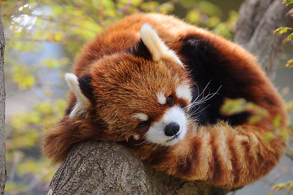 포토 JPG 주간 나무 동물 한마리 야생동물 동물원 사람없음 야외 아웃포커스 눕기 레서판다 국내포토 자연요소 식물 1 포유류 모션 촬영기법 파일형식