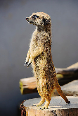 포토 JPG 주간 동물 한마리 야생동물 포유류 동물원 서기 사람없음 야외 옆모습 아웃포커스 통나무 미어캣 국내포토 자연요소 나무 1 뷰포인트 모션 촬영기법 파일형식