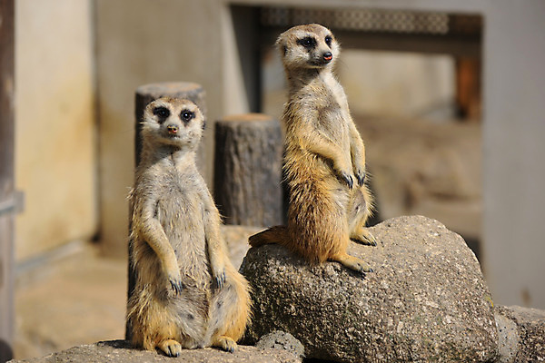 포토 JPG 주간 동물 야생동물 두마리 포유류 동물원 사람없음 야외 아웃포커스 바위 미어캣 국내포토 자연요소 2 촬영기법 돌_바위 파일형식