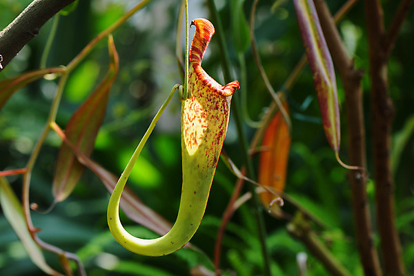 포토 JPG 주간 식물 자연 근접촬영 사람없음 야외 아웃포커스 벌레잡이식물 식충식물 국내포토 자연요소 뷰포인트 촬영기법 생태계 파일형식