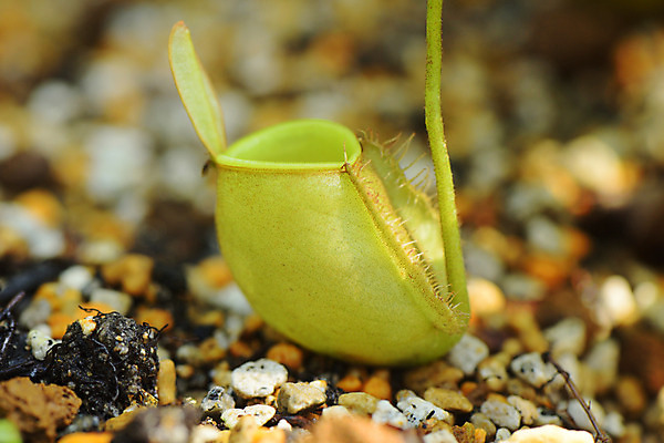 포토 JPG 주간 식물 자연 근접촬영 사람없음 야외 아웃포커스 벌레잡이식물 식충식물 국내포토 자연요소 뷰포인트 촬영기법 생태계 파일형식