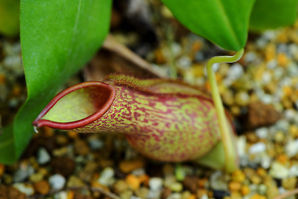 포토 JPG 주간 식물 잎 자연 근접촬영 사람없음 야외 아웃포커스 벌레잡이식물 식충식물 국내포토 자연요소 뷰포인트 촬영기법 생태계 파일형식