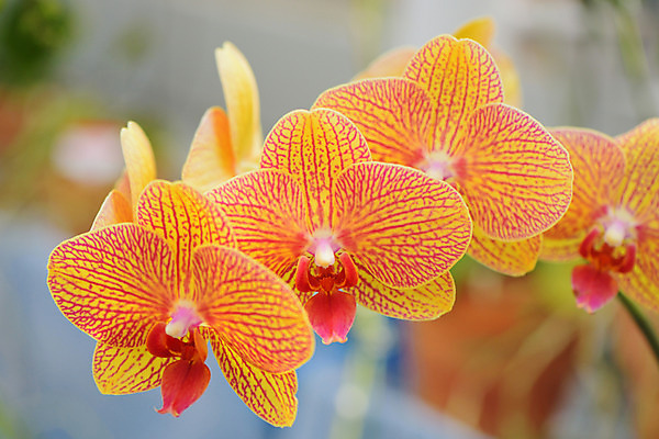 포토 JPG 주간 꽃 여러송이 근접촬영 사람없음 야외 아웃포커스 노란색 난초꽃 국내포토 자연요소 식물 뷰포인트 컬러 다수 촬영기법 난초 파일형식