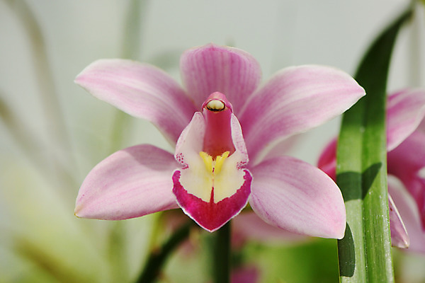 포토 JPG 주간 꽃 한송이 근접촬영 사람없음 야외 아웃포커스 난초꽃 국내포토 자연요소 식물 1 뷰포인트 촬영기법 난초 송이 파일형식