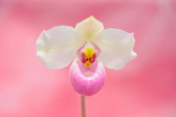 포토 JPG 주간 꽃 한송이 근접촬영 사람없음 야외 아웃포커스 난초꽃 국내포토 자연요소 식물 1 뷰포인트 촬영기법 난초 송이 파일형식