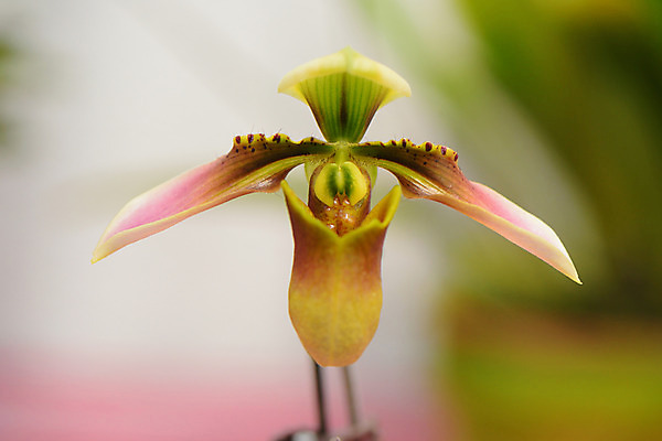 포토 JPG 주간 꽃 한송이 근접촬영 사람없음 야외 아웃포커스 국내포토 자연요소 식물 1 뷰포인트 촬영기법 송이 파일형식