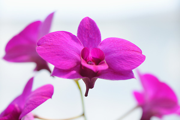 포토 JPG 주간 꽃 분홍색 여러송이 근접촬영 사람없음 야외 아웃포커스 난초꽃 국내포토 자연요소 식물 뷰포인트 컬러 다수 촬영기법 난초 파일형식