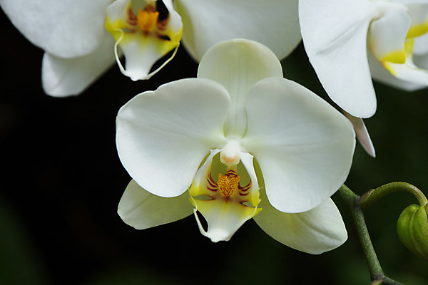 포토 JPG 주간 식물 꽃 근접촬영 사람없음 야외 아웃포커스 흰색 호접란 국내포토 자연요소 뷰포인트 컬러 촬영기법 파일형식