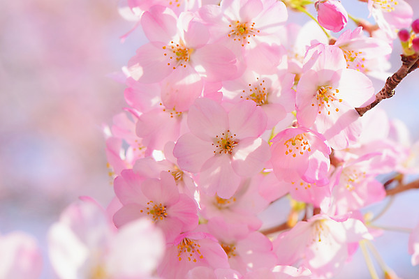 포토 JPG 주간 꽃 분홍색 여러송이 자연 근접촬영 사람없음 야외 아웃포커스 봄 벚꽃 나뭇가지 국내포토 자연요소 나무 식물 계절 뷰포인트 컬러 다수 촬영기법 생태계 파일형식