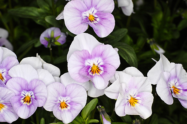 포토 JPG 주간 꽃 여러송이 꽃밭 근접촬영 사람없음 야외 아웃포커스 국내포토 자연요소 식물 뷰포인트 다수 촬영기법 파일형식