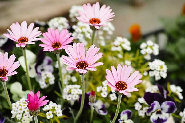포토 JPG 주간 꽃 여러송이 꽃밭 근접촬영 사람없음 야외 아웃포커스 국내포토 자연요소 식물 뷰포인트 다수 촬영기법 파일형식