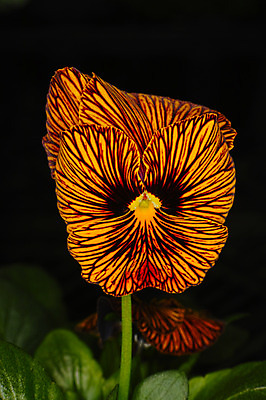 포토 JPG 주간 꽃 한송이 근접촬영 사람없음 야외 아웃포커스 노란색 국내포토 자연요소 식물 1 뷰포인트 컬러 촬영기법 송이 파일형식