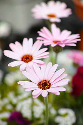 포토 JPG 주간 꽃 여러송이 꽃밭 근접촬영 사람없음 야외 아웃포커스 국내포토 자연요소 식물 뷰포인트 다수 촬영기법 파일형식