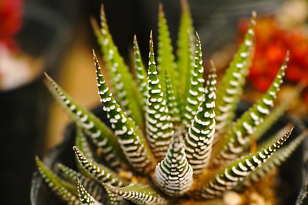 포토 JPG 주간 식물 화분 선인장 근접촬영 사람없음 야외 아웃포커스 다육식물 국내포토 자연요소 뷰포인트 촬영기법 파일형식