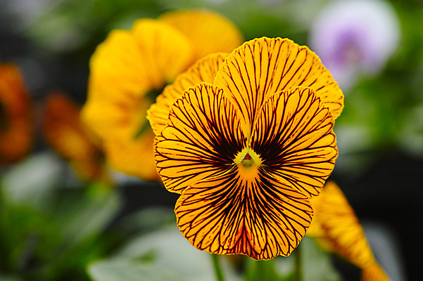 포토 JPG 주간 꽃 근접촬영 사람없음 야외 아웃포커스 노란색 국내포토 자연요소 식물 뷰포인트 컬러 촬영기법 파일형식