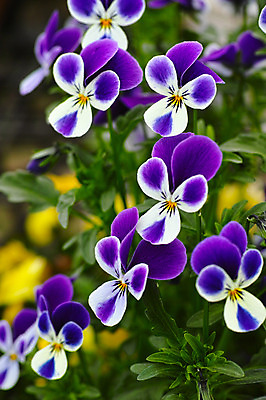 포토 JPG 주간 꽃 여러송이 꽃밭 근접촬영 사람없음 야외 아웃포커스 보라색 국내포토 자연요소 식물 뷰포인트 컬러 다수 촬영기법 파일형식