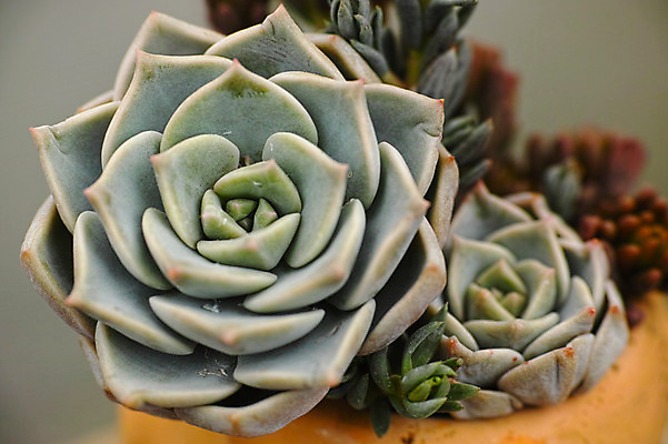 포토 JPG 주간 식물 화분 근접촬영 사람없음 야외 아웃포커스 다육식물 국내포토 자연요소 뷰포인트 촬영기법 파일형식