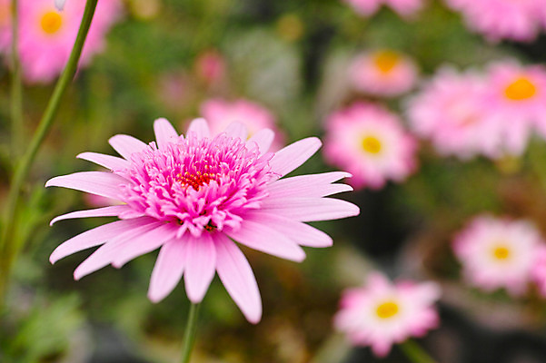 포토 JPG 주간 꽃 분홍색 여러송이 근접촬영 사람없음 야외 아웃포커스 국내포토 자연요소 식물 뷰포인트 컬러 다수 촬영기법 파일형식