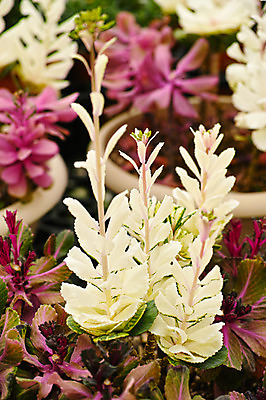 포토 JPG 주간 식물 화분 근접촬영 사람없음 야외 아웃포커스 다육식물 국내포토 자연요소 뷰포인트 촬영기법 파일형식