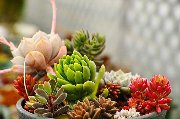 포토 JPG 주간 식물 화분 근접촬영 사람없음 야외 아웃포커스 다육식물 국내포토 자연요소 뷰포인트 촬영기법 파일형식