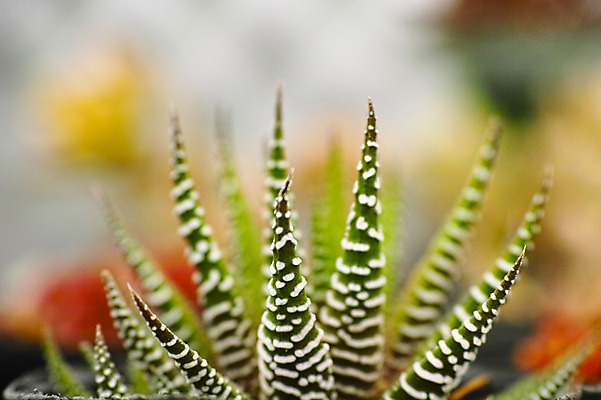 포토 JPG 주간 식물 화분 선인장 근접촬영 사람없음 야외 아웃포커스 다육식물 국내포토 자연요소 뷰포인트 촬영기법 파일형식