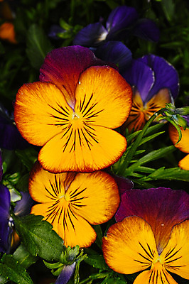 포토 JPG 주간 꽃 꽃밭 근접촬영 사람없음 야외 아웃포커스 국내포토 자연요소 식물 뷰포인트 촬영기법 파일형식