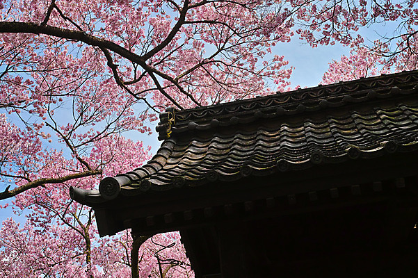 포토 JPG 주간 나무 자연 지붕 기와 풍경 사람없음 야외 일본 봄 벚꽃 벚나무 일본건축 국내포토 자연요소 식물 계절 꽃 아시아 동양건축 생태계 파일형식