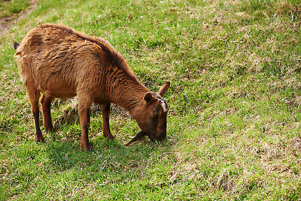 포토 JPG 주간 동물 한마리 자연 염소 풍경 초원 사람없음 야외 가축 목초지 목장 국내포토 자연요소 1 포유류 생태계 파일형식 초원_자연