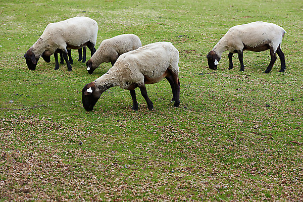 포토 JPG 주간 동물 여러마리 풍경 초원 사람없음 야외 가축 목초지 목장 국내포토 자연요소 다수 파일형식 초원_자연