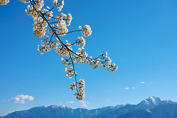 포토 JPG 주간 구름 꽃 자연 하늘 산 풍경 사람없음 야외 봄 벚꽃 나뭇가지 국내포토 자연요소 나무 식물 계절 생태계 파일형식