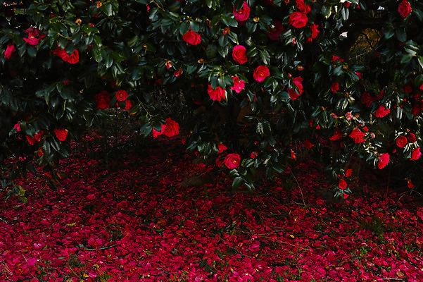 포토 JPG 주간 꽃잎 꽃 사람없음 야외 빨간색 동백 국내포토 자연요소 식물 컬러 파일형식