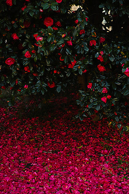 포토 JPG 주간 꽃잎 꽃 여러송이 사람없음 야외 빨간색 동백 국내포토 자연요소 식물 컬러 다수 파일형식