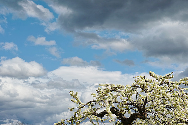 포토 JPG 주간 나무 구름 꽃 로우앵글 하늘 풍경 사람없음 야외 봄 국내포토 자연요소 식물 계절 뷰포인트 파일형식
