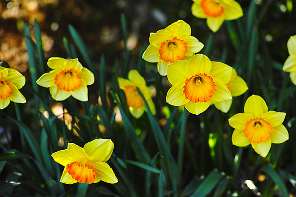 포토 JPG 주간 꽃 여러송이 꽃밭 사람없음 야외 아웃포커스 노란색 봄 수선화 국내포토 자연요소 식물 계절 컬러 다수 촬영기법 파일형식