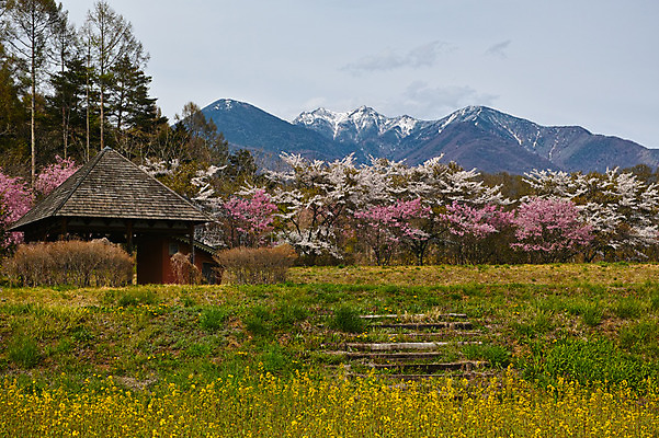 포토 JPG 주간 나무 구름 꽃 자연 하늘 산 풍경 사람없음 야외 봄풍경 봄 숲 정자 만년설 국내포토 자연요소 식물 건축물 계절 생태계 파일형식