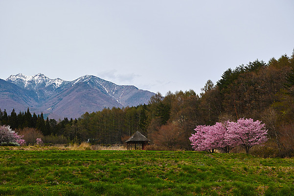 포토 JPG 주간 나무 꽃 자연 산 풍경 사람없음 야외 봄 숲 정자 만년설 국내포토 자연요소 식물 건축물 계절 생태계 파일형식