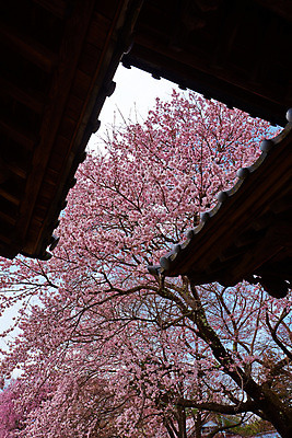 포토 JPG 주간 나무 꽃 로우앵글 풍경 사람없음 야외 봄 벚꽃 벚나무 처마 국내포토 자연요소 식물 계절 뷰포인트 파일형식