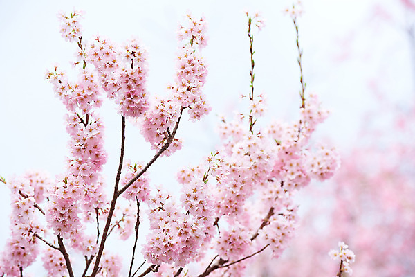 포토 JPG 주간 꽃 분홍색 자연 풍경 사람없음 야외 아웃포커스 봄 벚꽃 나뭇가지 국내포토 자연요소 나무 식물 계절 컬러 촬영기법 생태계 파일형식