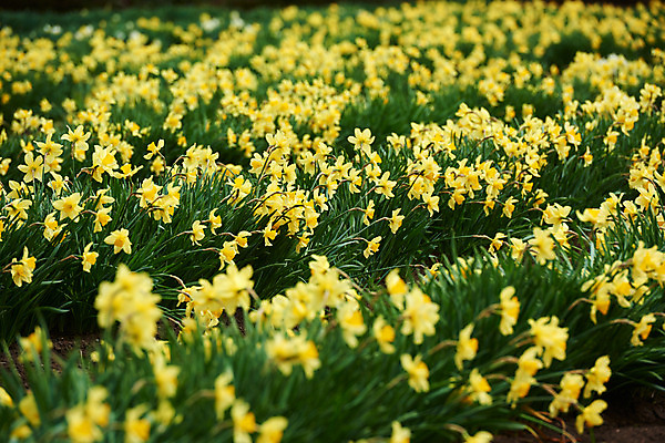 포토 JPG 주간 꽃 여러송이 꽃밭 자연 풍경 사람없음 야외 아웃포커스 노란색 봄 수선화 국내포토 자연요소 식물 계절 컬러 다수 촬영기법 생태계 파일형식