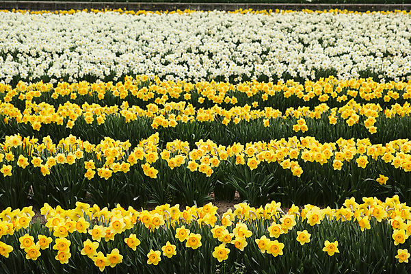 포토 JPG 주간 꽃 여러송이 꽃밭 자연 풍경 사람없음 야외 노란색 봄 흰색 수선화 국내포토 자연요소 식물 계절 컬러 다수 생태계 파일형식