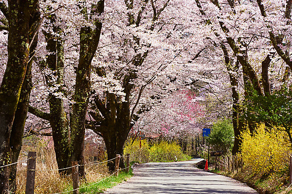 포토 JPG 주간 나무 자연 풍경 사람없음 야외 울타리 봄 산책로 벚꽃 벚나무 개나리 국내포토 자연요소 식물 계절 꽃 길 담장 생태계 파일형식