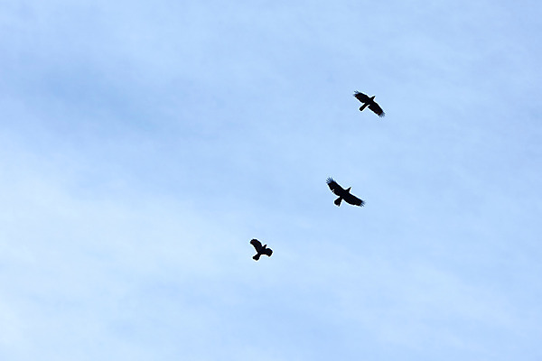 포토 JPG 주간 동물 로우앵글 자연 조류 하늘 세마리 풍경 사람없음 야외 비행 국내포토 자연요소 뷰포인트 3 생태계 파일형식