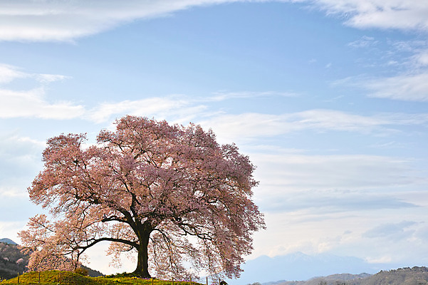 포토 JPG 주간 나무 구름 해외풍경 자연 하늘 산 풍경 사람없음 야외 일본 봄 벚꽃 벚나무 국내포토 자연요소 식물 해외 계절 꽃 아시아 생태계 파일형식