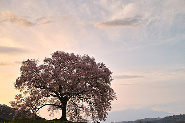 포토 JPG 주간 나무 구름 해외풍경 자연 하늘 산 풍경 사람없음 야외 노을 일본 봄 벚꽃 벚나무 국내포토 자연요소 식물 해외 계절 꽃 아시아 생태계 파일형식