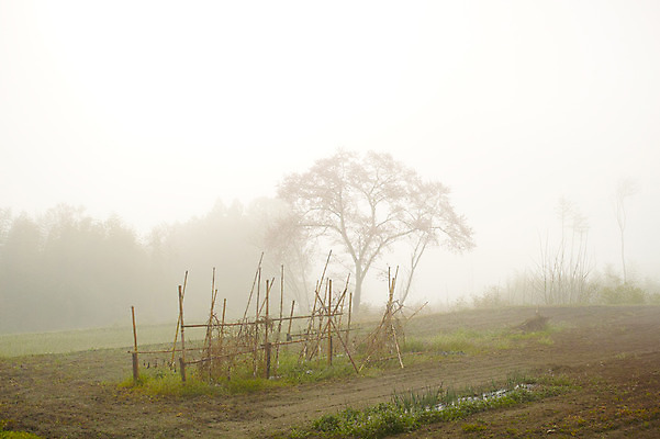 포토 JPG 주간 나무 밭 자연 풍경 사람없음 야외 안개 장대 국내포토 자연요소 식물 농업 날씨 생태계 파일형식