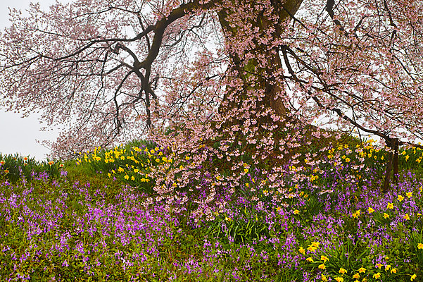 포토 JPG 주간 나무 꽃밭 자연 풍경 사람없음 야외 봄 벚꽃 벚나무 국내포토 자연요소 식물 계절 꽃 생태계 파일형식