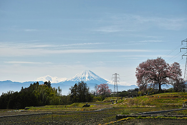 포토 JPG 주간 나무 구름 해외풍경 자연 하늘 풍경 사람없음 야외 일본 벚꽃 벚나무 전봇대 후지산 국내포토 자연요소 식물 해외 공공시설 꽃 아시아 산 세계문화유산 생태계 파일형식