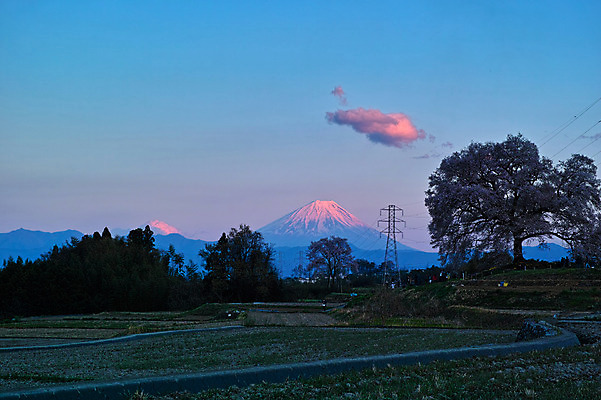 포토 JPG 주간 나무 구름 해외풍경 자연 하늘 풍경 사람없음 야외 노을 일본 벚꽃 벚나무 전봇대 후지산 국내포토 자연요소 식물 해외 공공시설 꽃 아시아 산 세계문화유산 생태계 파일형식