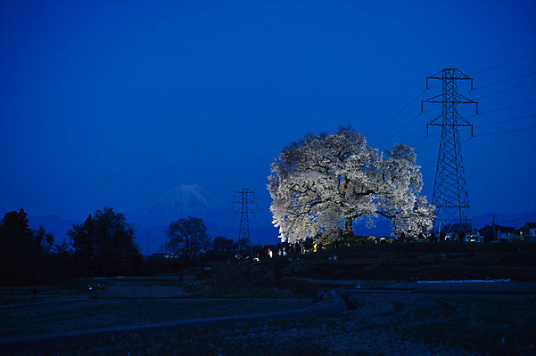 포토 JPG 나무 해외풍경 야경 자연 하늘 사람없음 야외 일본 봄 벚꽃 벚나무 전봇대 국내포토 식물 해외 계절 공공시설 꽃 아시아 풍경 야간 생태계 파일형식 풍경_경치